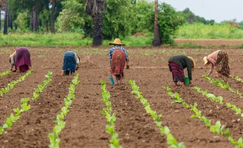 How Supporting Local Farmers Benefits Both Our Customers and Agriculture